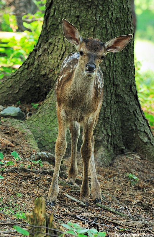 Kolouch, wildlife