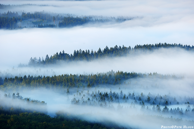 Mlhavý les