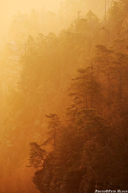 Mlhavý les