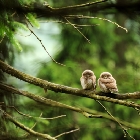 Young Eurasian Pygmy Owl | photography