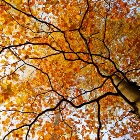 Podzimní mozaika | fotografie